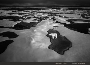 Ernie Brooks' photograph of a polar bear highlights the effects of climate change.