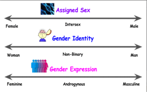 Assigned sex, gender identity, and gender expression all exist on a spectrum.