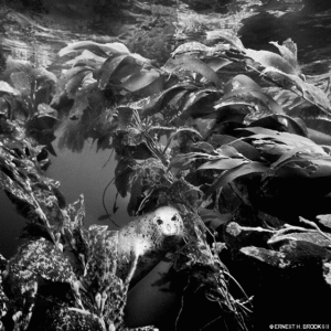 "Spot" in the kelp off Anacapa Island
