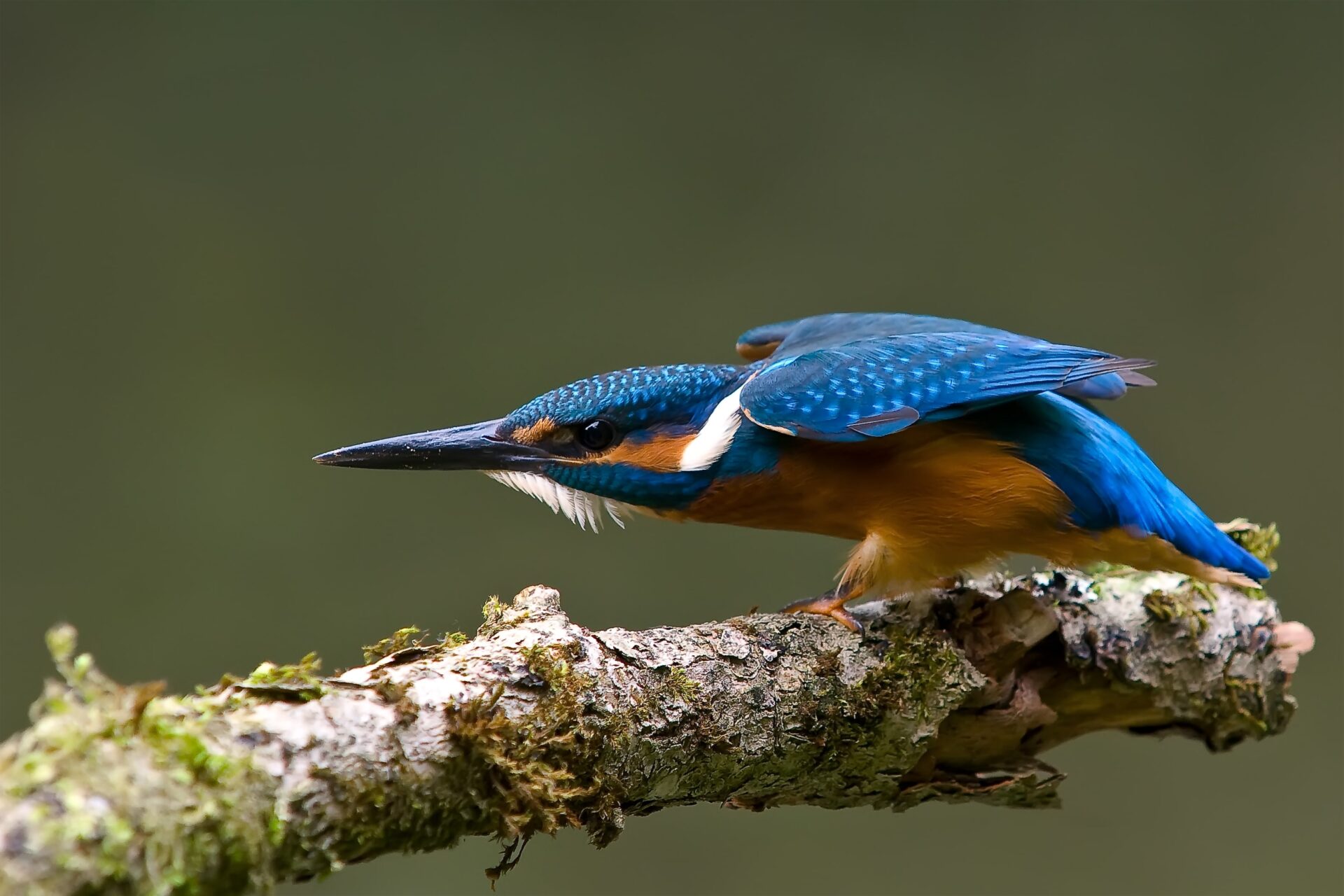 Gustav Kiburg, Award-winning Photograph of the Kingfisher.