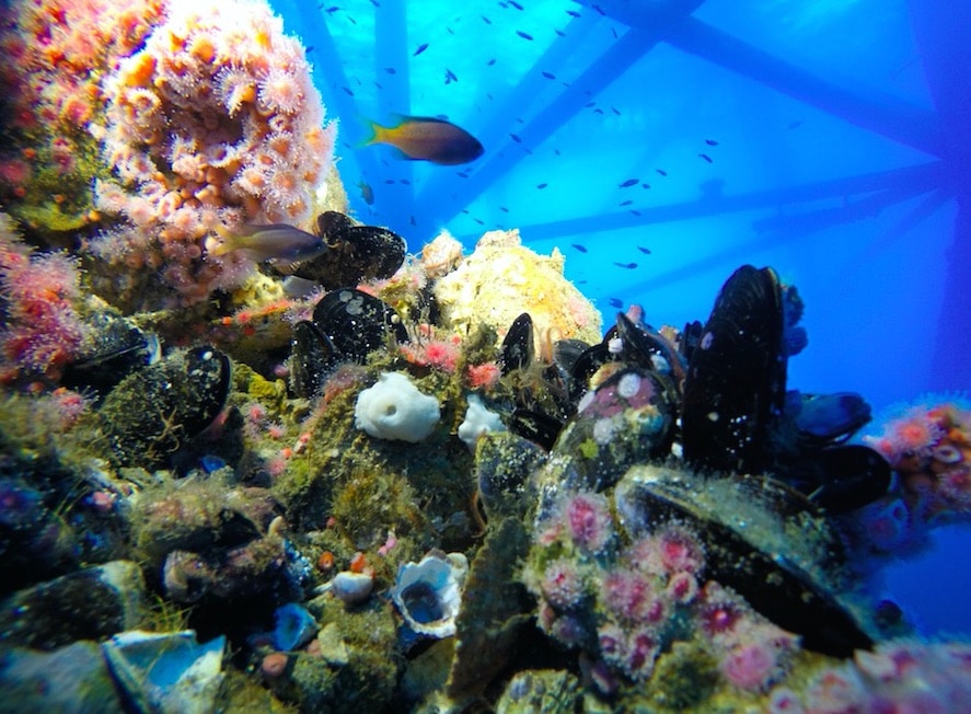 Platform Eureka offshore of Long Beach California. The superstructure is home to mussels, a strawberry anemone, and several fish species. Photo Courtesy of Blue Latitudes.